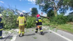 W Końskowoli drzewo spadło na jadący samochód