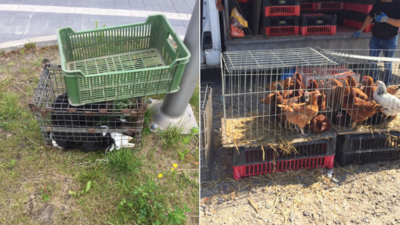 Króliki i kury były tu sprzedawane w złych warunkach – uważa pani Iwona, która zainteresowała się ich losem. Urzędnicy długo problemu nie zauważali, mimo że na ich targu formalnie jest zakaz handlu zwierzętami