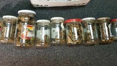 41-latek i jego "przetwory". Mężczyźnie grozi nawet 8 lat więzienia