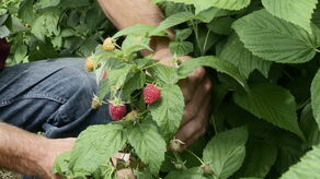 Sprawdzamy ile można zarobić na zbieraniu malin? 