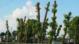 Tak teraz wyglądają drzewa