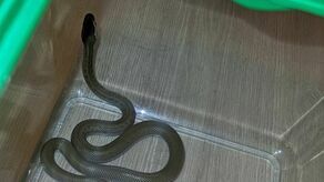 Lublin. Wąż zaskoczył go, kiedy siedział na toalecie