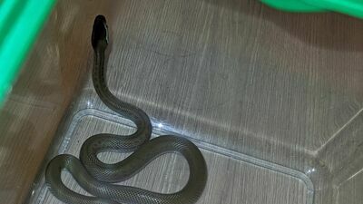 Lublin. Wąż zaskoczył go, kiedy siedział na toalecie