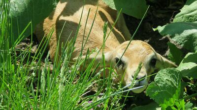Nowy członek stada dorkasów.