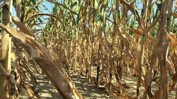 Sytuacja jest zła w przypadku zbóż jarych i ozimych, roślin strączkowych, kukurydzy, warzyw gruntowych i krzewów owocowych