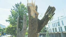 Lublin: Urzędnicy zlecili wycinkę drzew, bo miały "naruszoną statykę"