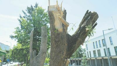 Lublin: Urzędnicy zlecili wycinkę drzew, bo miały "naruszoną statykę"