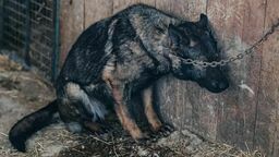 Jeden z psów z hodowli w Poniatowej