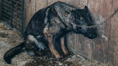 Jeden z psów z hodowli w Poniatowej