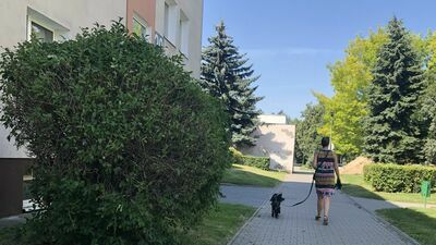 Zdecydowana większość mieszkańców Zamościa wyprowadza swoje psy na smyczy