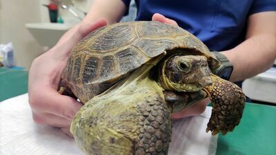 Najczęściej porzucane są m.in. żółwie, jaszczurki, węże, pająki ptaszniki, skorpiony, papugi, szynszyle, a od kilku lat pod opiekę specjalistów trafiają również małpy czy krokodyle
