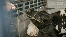 Krowy nie były w stanie stać o własnych siłach 