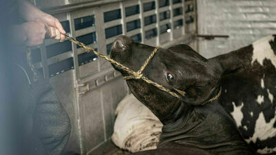 Krowy nie były w stanie stać o własnych siłach 