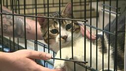 Dusił, bił i przypalał wąsy kotu. Sąd podjął decyzję ws. 22-latka