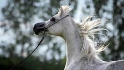 Siwa klacz Euzona, jedna z tegorocznych faworytek