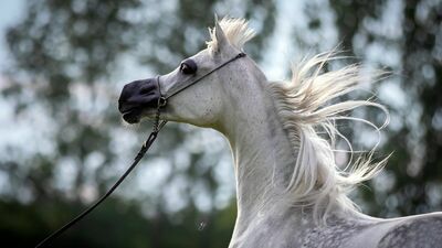 Siwa klacz Euzona, jedna z tegorocznych faworytek