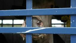 Krowy cierpiały w transporcie, część z nich uśmiercono. Sprawa trafiła do prokuratury