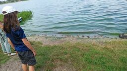 Brzegi zalewu od strony ul. Grzybowej, pokrywa jeszcze większa warstwa martwych bezkręgowców.