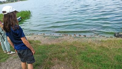 Brzegi zalewu od strony ul. Grzybowej, pokrywa jeszcze większa warstwa martwych bezkręgowców.