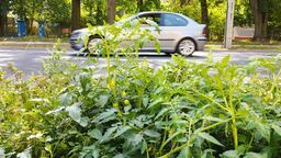 Lublin: Tak miasto "dba" o to, czym się chwaliło. Nawet pomidory wyrosły