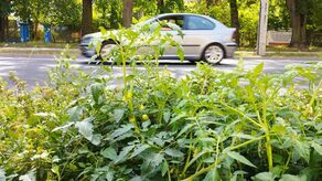 Lublin: Tak miasto "dba" o to, czym się chwaliło. Nawet pomidory wyrosły