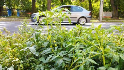 Lublin: Tak miasto "dba" o to, czym się chwaliło. Nawet pomidory wyrosły