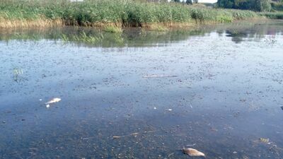 Najwięcej martwych japońców wyłowiono z wody w zeszły weekend. Teraz jest już ich zdecydowanie mniej, ale wciąż wypływają na powierzchnię