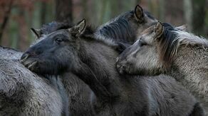 Sobota minie pod hasłem „Roztoczańska przygoda z konikiem polskim”