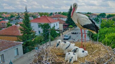 Pewnie zawsze się zastanawialiście, co bociany mają w gniazdach?