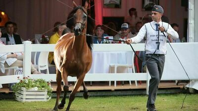 Klacz Esmeraldia, najdroższy koń aukcji 