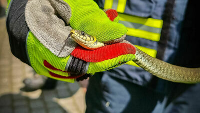 Lubelskie. Nagłe wezwanie dla OSP. W piwnicy czaił się wąż