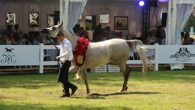 El Medida, siwa klacz z Michałowa została Najlepszym Koniem Pokazu 