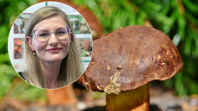 Panuje mylne przekonanie, że jak grzyb jest jedzony przez zwierzę, owada lub ślimaka, jest grzybem jadalnym, co jest nieprawdą. Na przykład sarny, jelenie i dziki jedzą grzyby trujące. Trucizna, która potrafi zabić człowieka, nie szkodzi zwierzętom. 