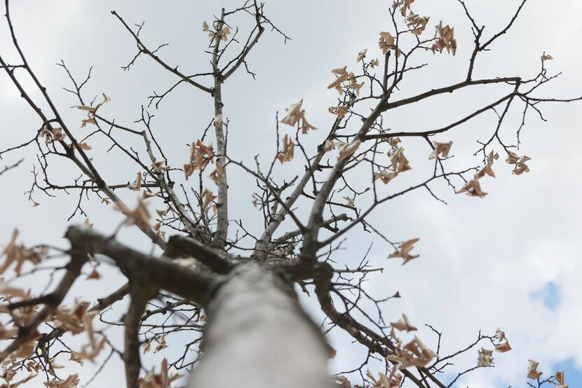 Drzewka rosnące na pl. Wolności obumierają, mimo – jak zapewnia Ratusz – regularnego podlewania i pielęgnacji