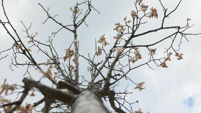 Drzewka rosnące na pl. Wolności obumierają, mimo – jak zapewnia Ratusz – regularnego podlewania i pielęgnacji