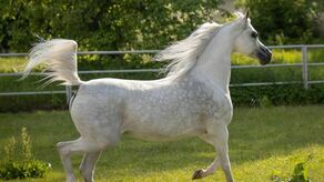 Na „lokomotywę” licytacji typowana jest janowska klacz Euzona