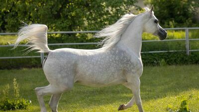 Na „lokomotywę” licytacji typowana jest janowska klacz Euzona