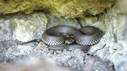 Populacja zaskrońca na przestrzeni ostatnich 40 lat prawie na pewno zmalała – oceniają krakowscy naukowcy badający te gady