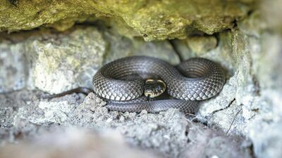 Populacja zaskrońca na przestrzeni ostatnich 40 lat prawie na pewno zmalała – oceniają krakowscy naukowcy badający te gady