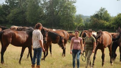 Dziś aukcja Pride of Poland 2022. W tym roku jest poważna zmiana 