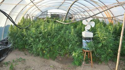 Gmina Wilków słynie z upraw chmielu, ale w tych tunelach było coś innego