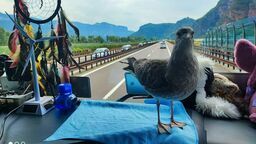 Sroka gdzieś na trasie