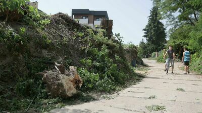 Okoliczni mieszkańcy są oburzeni ogołoceniem z zieleni odcinka ich ulicy