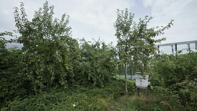 Po kilku latach eksploatacji kwietnych łąk Centrum Spotkania Kultur szykuje się do ich rewitalizacji