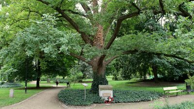 Dąb Niepodległości w Puławach