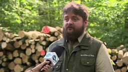 Drewna w lasach już nie ma. Zainteresowanie jest ogromne