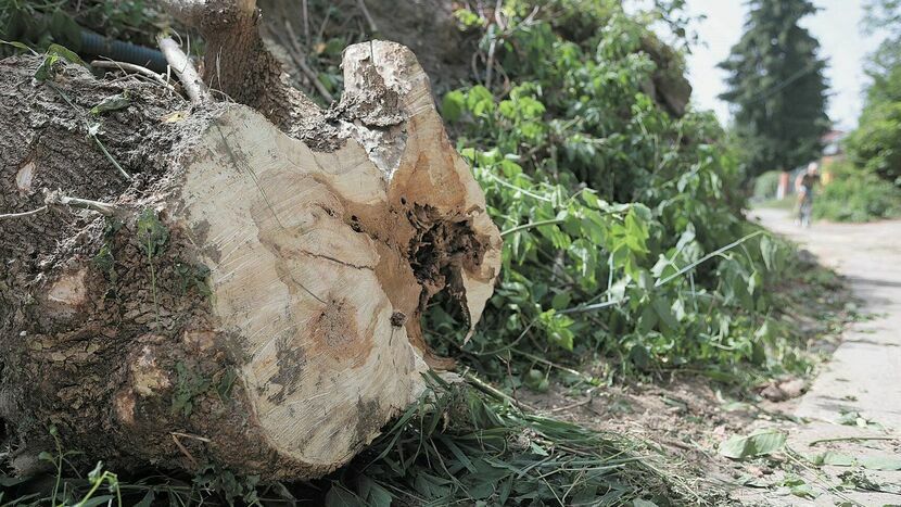 Pięć dużych drzew wycięto z ul. Wąwozowej w ostatni wtorek. Mieszkańcy byli tym zaskoczeni