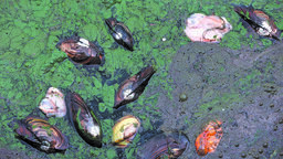 Najwięcej martwych małży znajduje się w południowej części Zalewu Zemborzyckiego, w tym w tzw. rękawie od strony ul. Grzybowej