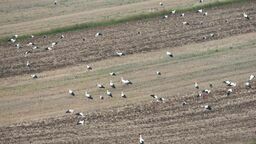 Bociany, które we wtorek żerowały na zaoranym polu w Żukowie niedaleko Zamościa najpewniej zrobiły sobie tutaj postój na wysokoenergetyczny posiłek w długiej podróży do Afryki