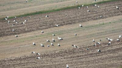 Bociany, które we wtorek żerowały na zaoranym polu w Żukowie niedaleko Zamościa najpewniej zrobiły sobie tutaj postój na wysokoenergetyczny posiłek w długiej podróży do Afryki